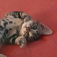 Kiwi a rejoint le concours — aidez-le/la à gagner de superbes lots ! abyssinian, animal, cat, couch, egyptiancat, furniture, kitten, manx, ocelot, pet, siamese