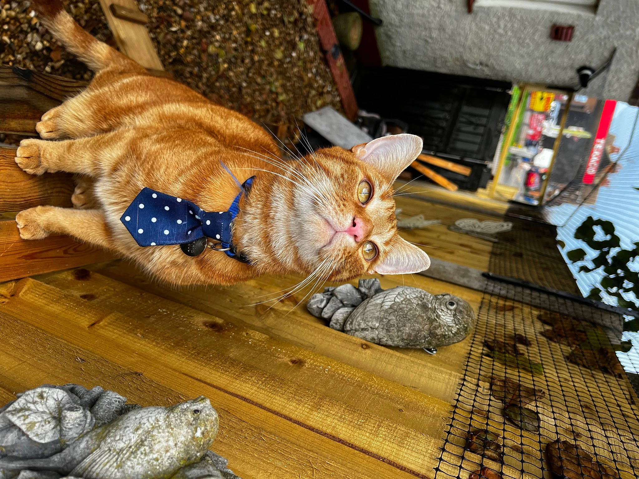 Dobbie joined the competition — help win amazing prizes! carnivore, cat, claw, domestic_short_haired_cat, fawn, felidae, flooring, foot, fur, glasses, hardwood, hat, human_leg, paw, sitting, small_to_medium_sized_cats, tail, tree, whiskers, wood