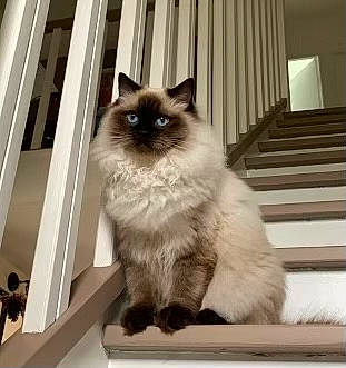 Texas a rejoint le concours — aidez-le/la à gagner de superbes lots ! balinese, birman, carnivore, cat, fawn, felidae, fur, gas, ragdoll, siamese, small_to_medium_sized_cats, snout, tail, terrestrial_animal, thai, whiskers