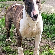 Tarzan a rejoint le concours — aidez-le/la à gagner de superbes lots ! bull_terrier, dog, pet, animal, grass, outdoor, ears, snout, fur, canine, standing, alert, brown, white, paw, nature, backyard, muzzle, nose, curious