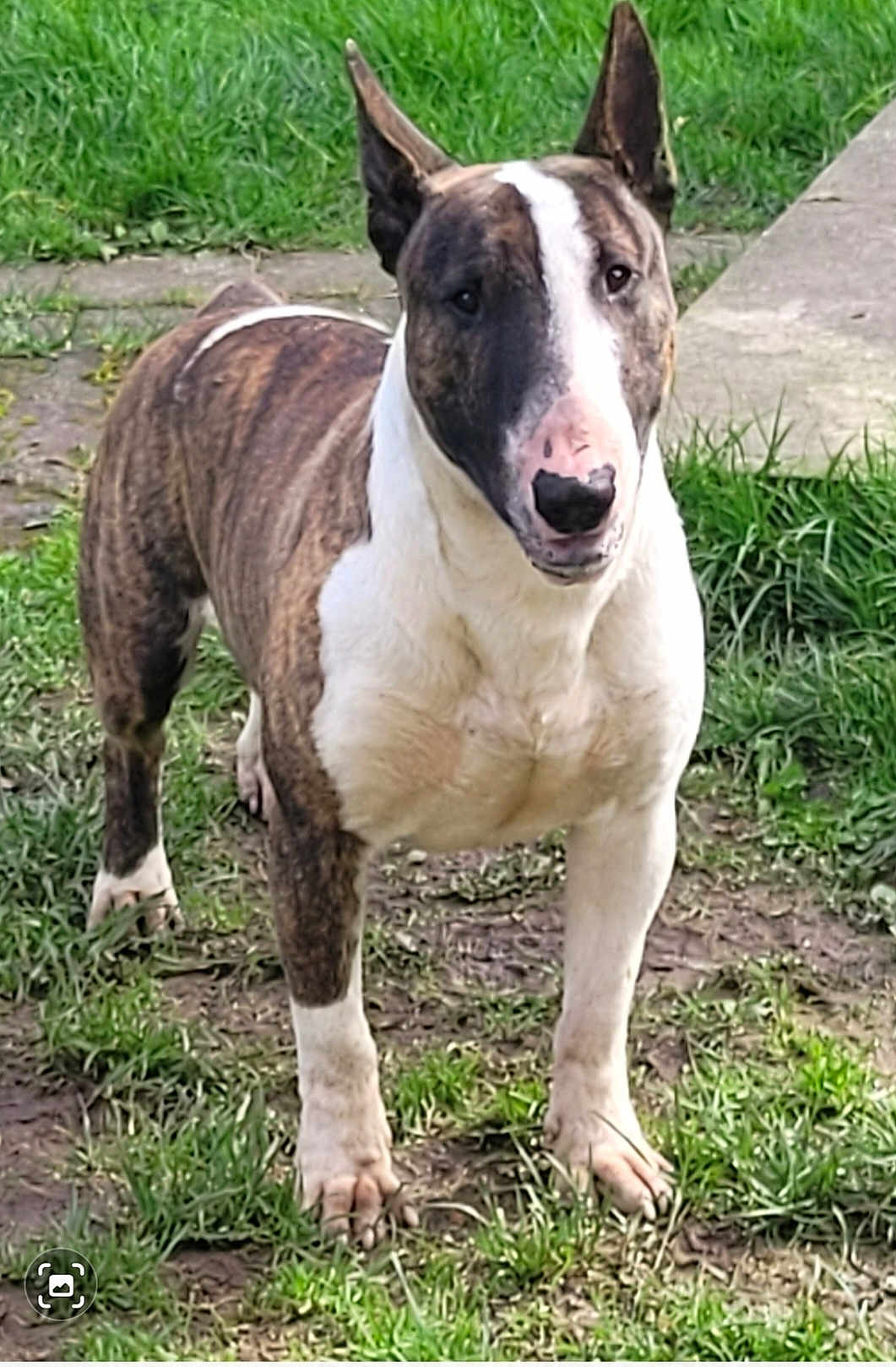 Tarzan a rejoint le concours — aidez-le/la à gagner de superbes lots ! bull_terrier, dog, pet, animal, grass, outdoor, ears, snout, fur, canine, standing, alert, brown, white, paw, nature, backyard, muzzle, nose, curious