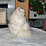 cat, white_cat, fluffy_fur, indoor, rug, christmas_tree, ornaments, speaker, furniture, holiday_decor, pet, animal, cozy, soft_texture, side_view, domestic_cat, winter, festive, home, quiet