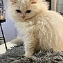 Trixy a rejoint le concours — aidez-le/la à gagner de superbes lots ! cat, kitten, fluffy, white, pet, indoor, soft, gray_rug, curious, small, cute, furry, young, animal, domestic, cozy, fur, whiskers, ears, close_up