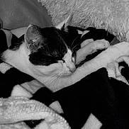 Youky participe au concours pour gagner de l'argent avec cette photo : animal, black_and_white, blanket, cat, comfort, cozy, cute, domestic, feline, fur, indoor, monochrome, nap, pet, pillow, relaxation, resting, sleeping, soft, texture