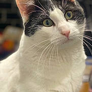 Youky a rejoint le concours — aidez-le/la à gagner de superbes lots ! cat, black_and_white, whiskers, close_up, pet, animal, green_eyes, fur, indoor, curious, portrait, cute, domestic_cat, face, head, pink_nose, soft_light, blurred_background, feline, alert