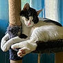 cat, black_and_white, cat_tree, paws, fur, relaxed, indoor, pet, animal, curtains, cozy, resting, whiskers, ears, pink_nose, claws, feline, soft_light, home, window