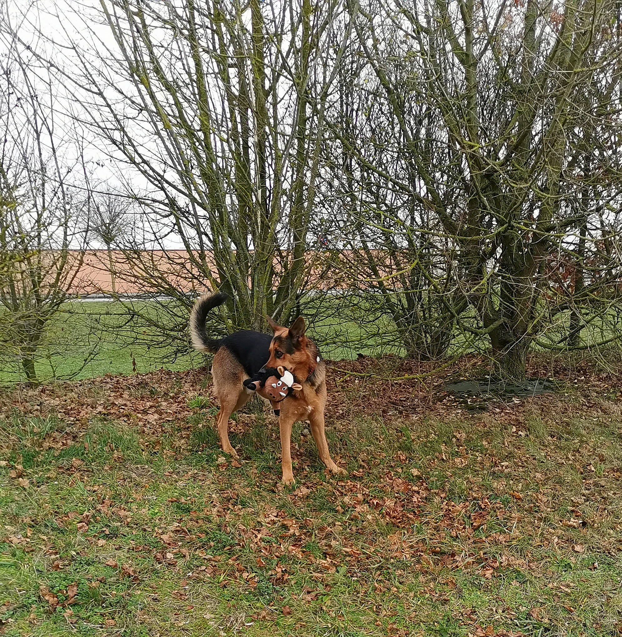 Galax participe au concours pour gagner de l'argent avec cette photo : canidae, carnivore, dog, dog_breed, hunting_dog, mammal, plant, tail, tree, vertebrate, wildlife, working_dog