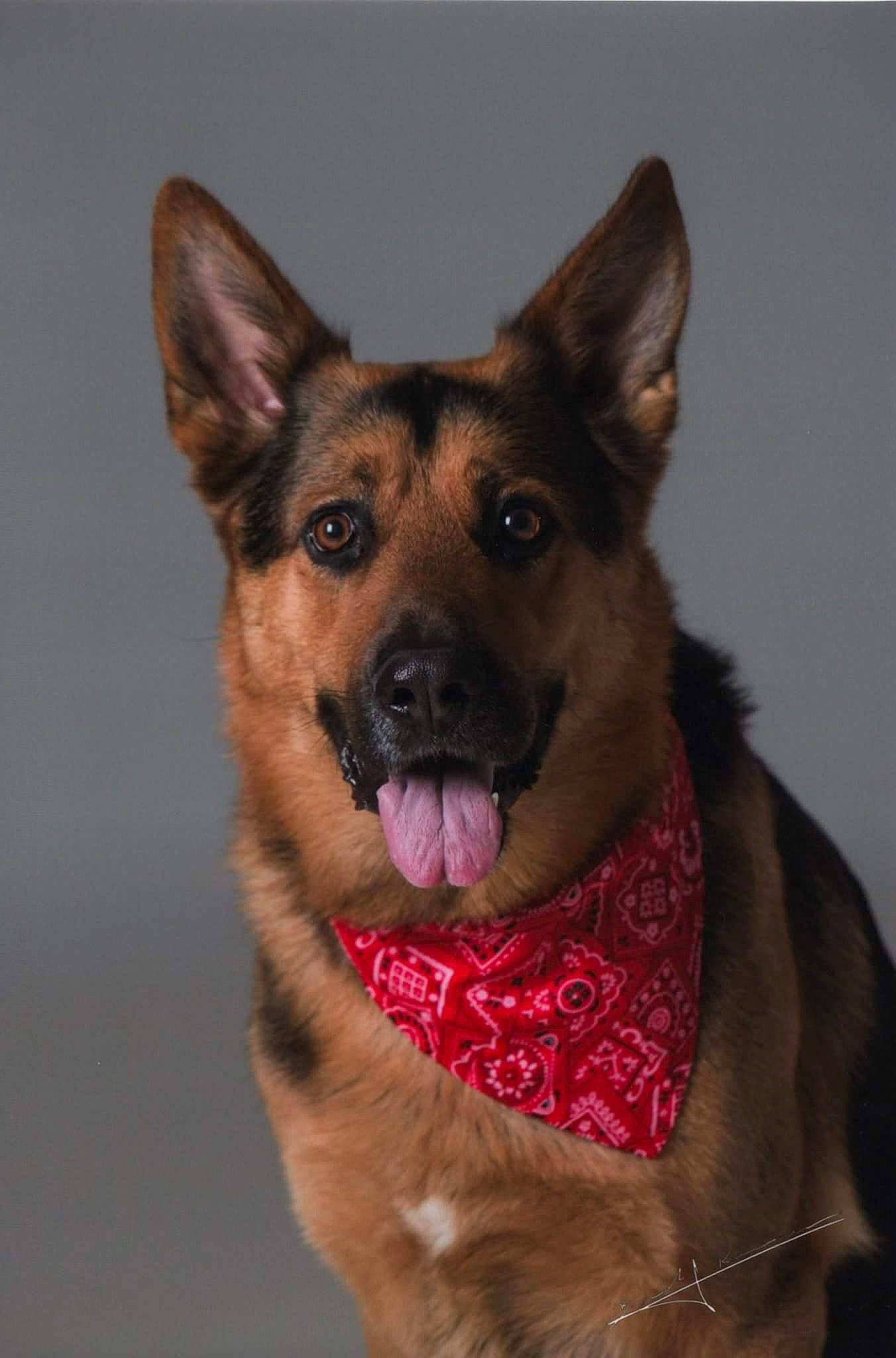 Galax a rejoint le concours — aidez-le/la à gagner de superbes lots ! bohemian_shepherd, canidae, carnivore, dog, dog_breed, east_european_shepherd, fawn, german_shepherd_dog, king_shepherd, kunming_wolfdog, mammal, neck, old_german_shepherd_dog, police_dog, rare_breed_dog, shiloh_shepherd_dog, snout, vertebrate, working_dog