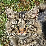 Little joined the competition — help win amazing prizes! cat, tabby_cat, green_eyes, fur, whiskers, ears, grass, leaves, outdoor, nature, animal, pet, closeup, mammal, wildlife, fall, autumn, face, portrait, feline