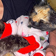 Babyhoney joined the competition — help win amazing prizes! cat, animal, pet, fur, sleeping, cozy, sweater, clothing, hand, closeup, comfort, cute, domestic_animal, feline, snuggling, warm, soft, resting, indoor, human