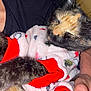 cat, animal, pet, fur, sleeping, cozy, sweater, clothing, hand, closeup, comfort, cute, domestic_animal, feline, snuggling, warm, soft, resting, indoor, human