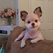 Bella joined the competition — help win amazing prizes! animal, brown, couch, cute, decor, dog, door, ears, flowers, fur, furniture, groomed, home, indoor, pet, pink, relaxed, small_dog, vase, white