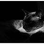 cat, animal, black_and_white, sleeping, close_up, fur, whiskers, ear, portrait, pet, dark, shadow, light, quiet, relaxation, peaceful, feline, mammal, indoor, resting