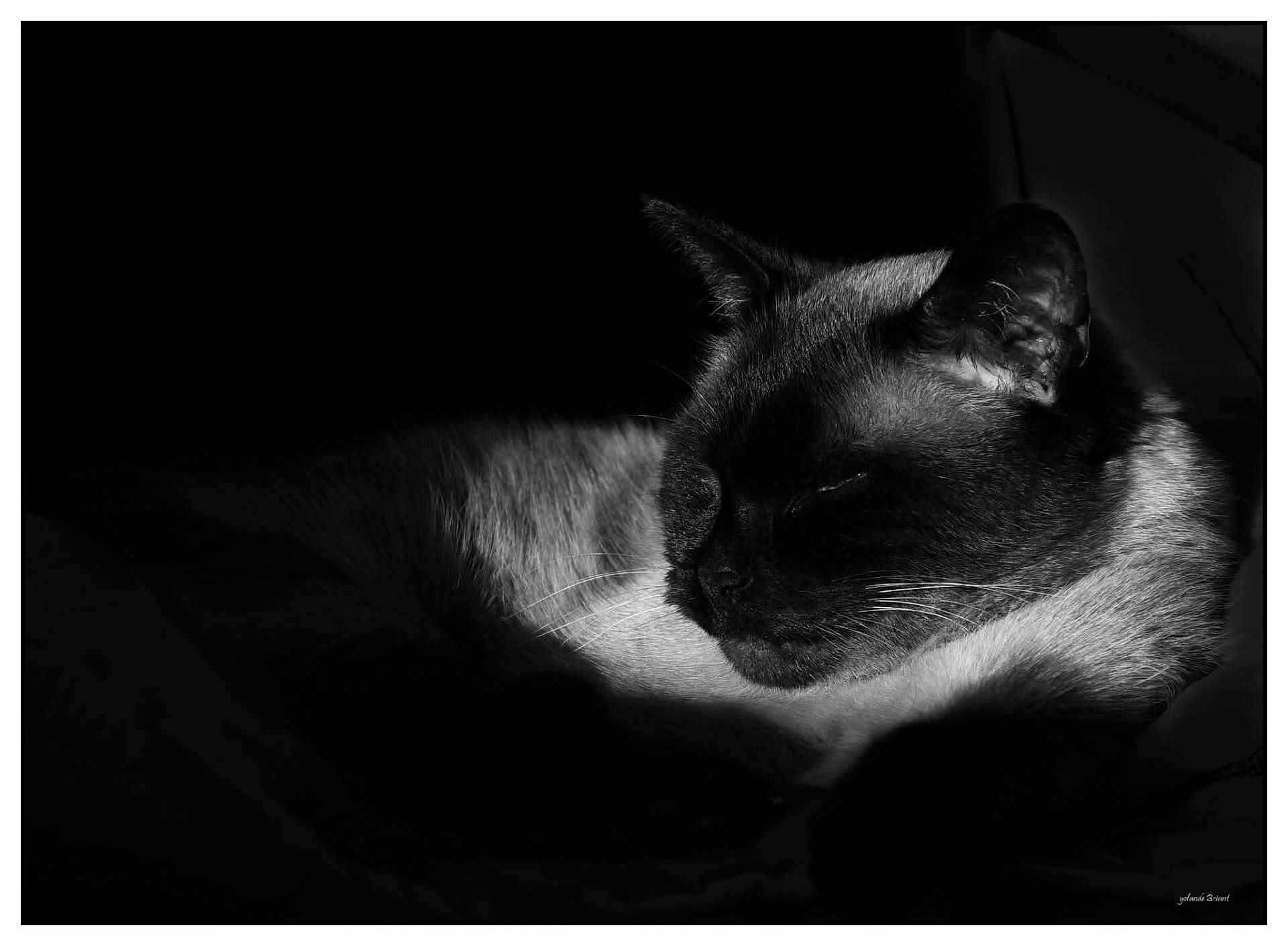Jicky a rejoint le concours — aidez-le/la à gagner de superbes lots ! cat, animal, black_and_white, sleeping, close_up, fur, whiskers, ear, portrait, pet, dark, shadow, light, quiet, relaxation, peaceful, feline, mammal, indoor, resting