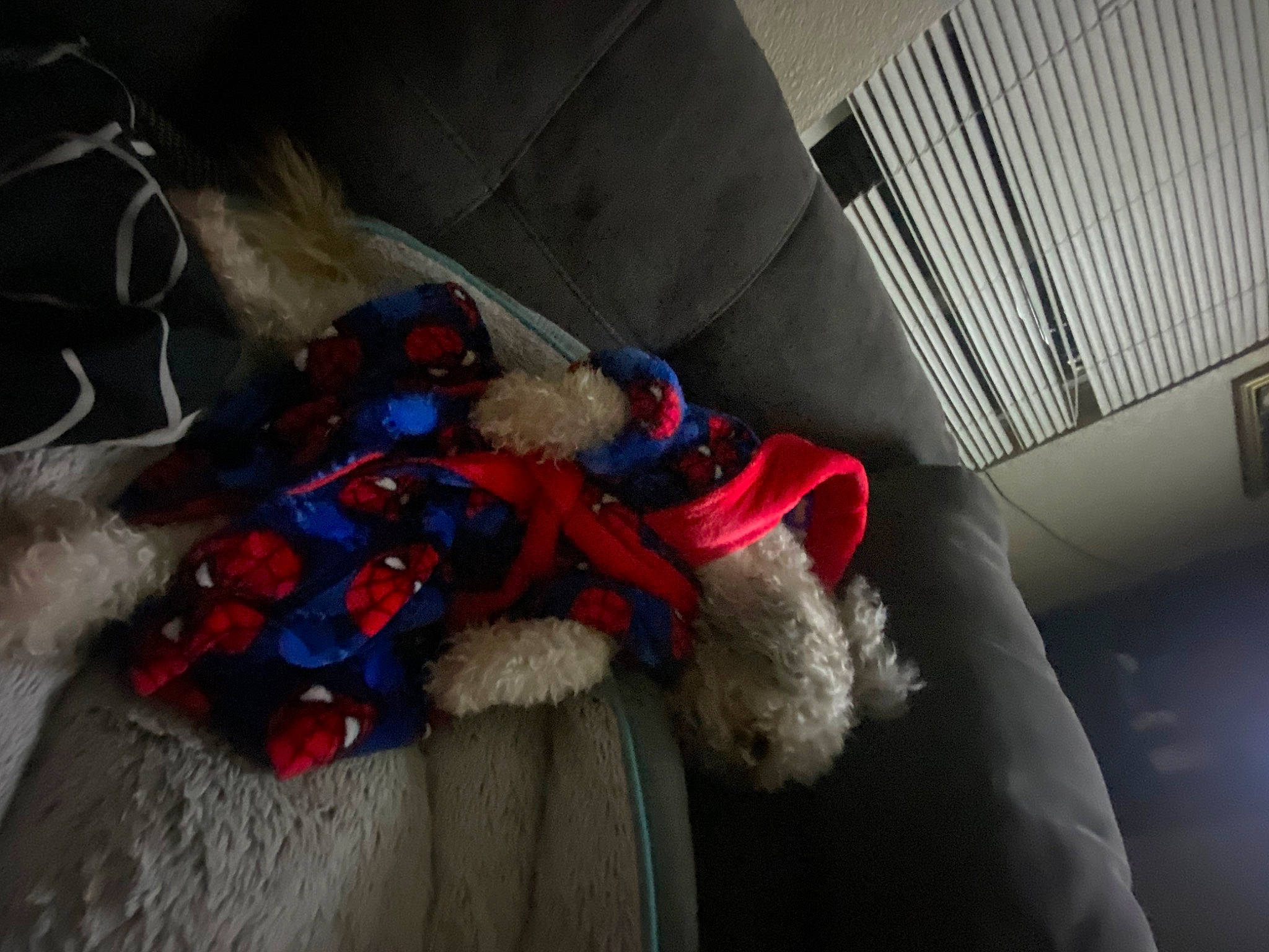 Astro is registered to the contest to win money with this photo: carmine, comfort, electric_blue, fictional_character, fur, fur_clothing, glove, grey, linens, plush, rope, stuffed_toy, toy, winter, wool