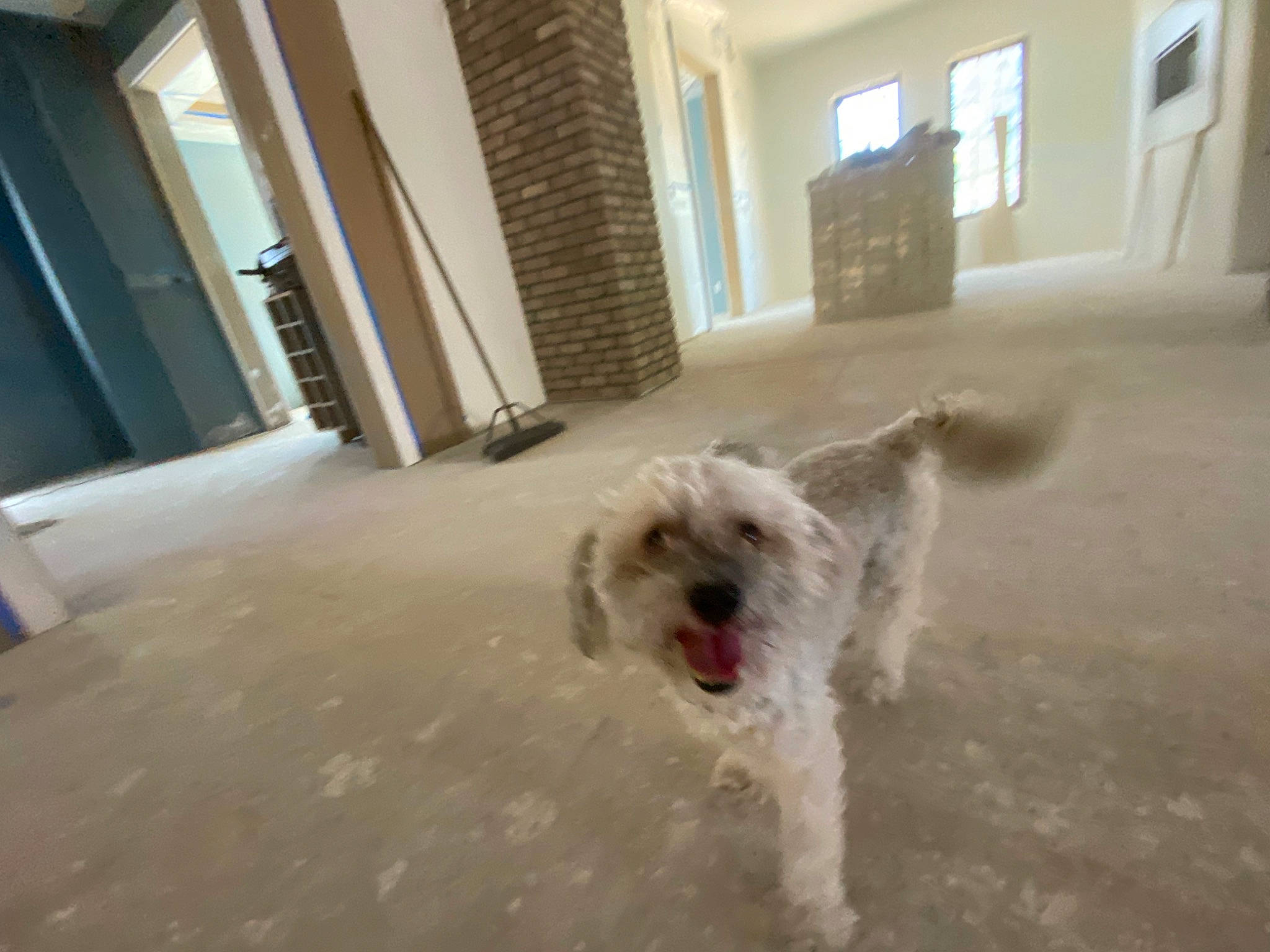 Astro is registered to the contest to win money with this photo: canidae, carnivore, companion_dog, dog, dog_breed, door, fawn, floor, flooring, fur, hardwood, maltepoo, small_terrier, snout, sporting_group, terrier, toy_dog, window, wood, working_animal