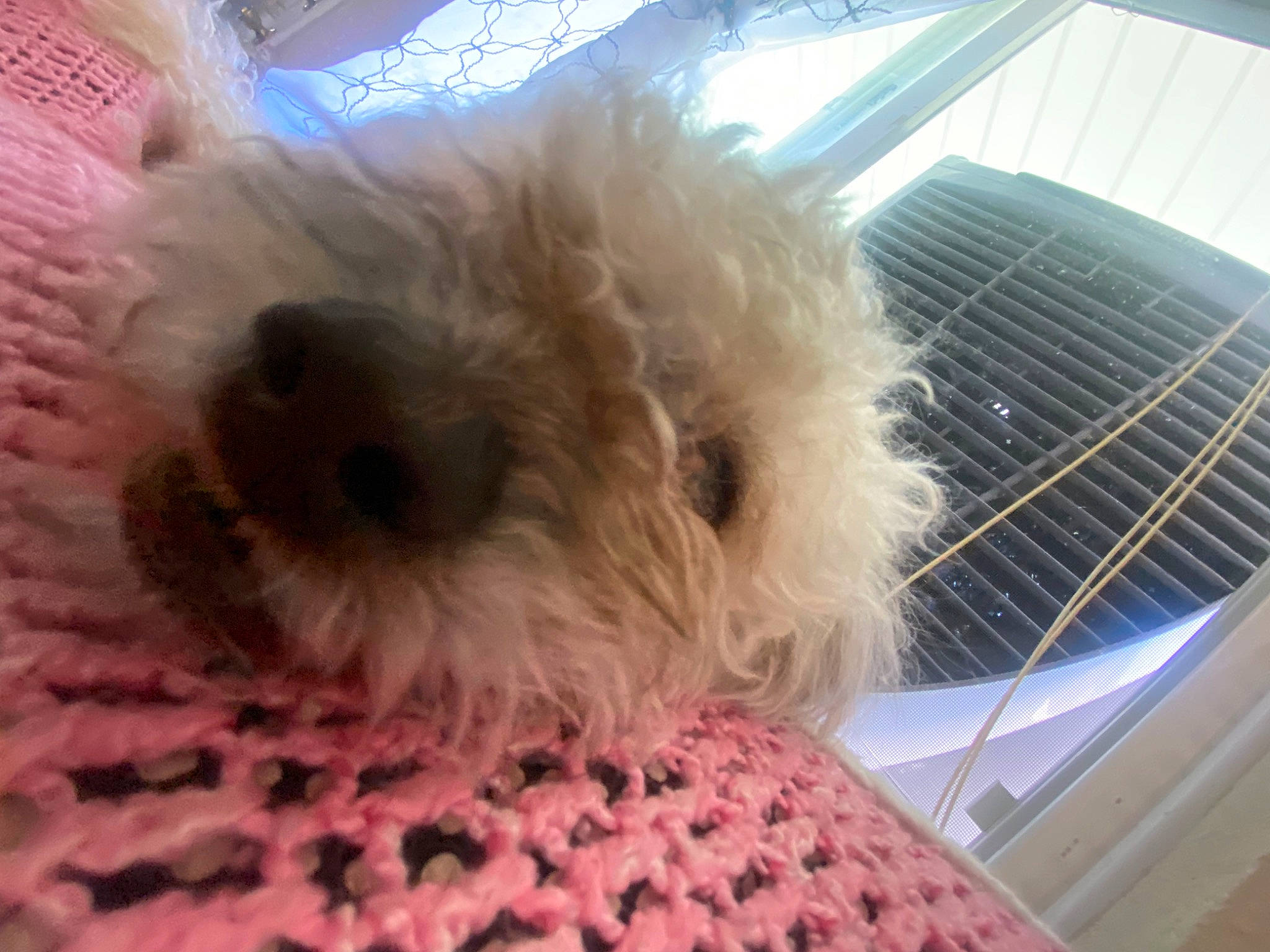 Astro is registered to the contest to win money with this photo: canidae, carnivore, companion_dog, dog, dog_bed, dog_breed, fawn, flooring, fur, shih_poo, small_terrier, snout, sporting_group, stuffed_toy, terrestrial_animal, terrier, toy, toy_dog, whiskers, working_animal