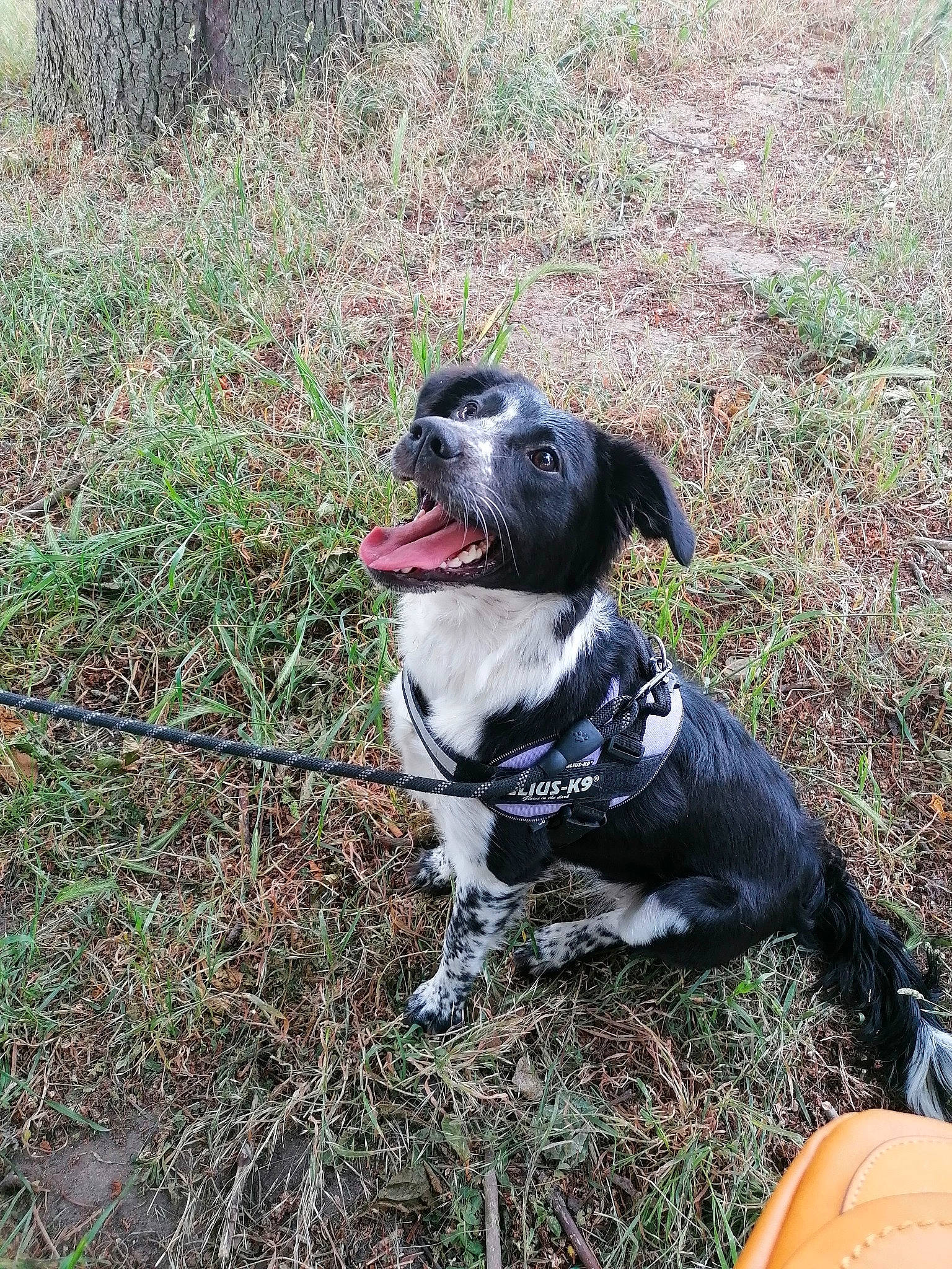 Laïka participe au concours pour gagner de l'argent avec cette photo : adventure, canidae, carnivore, companion_dog, dog, dog_breed, hunting_dog, mammal, pointer, rare_breed_dog, snout, sporting_group, stabyhoun