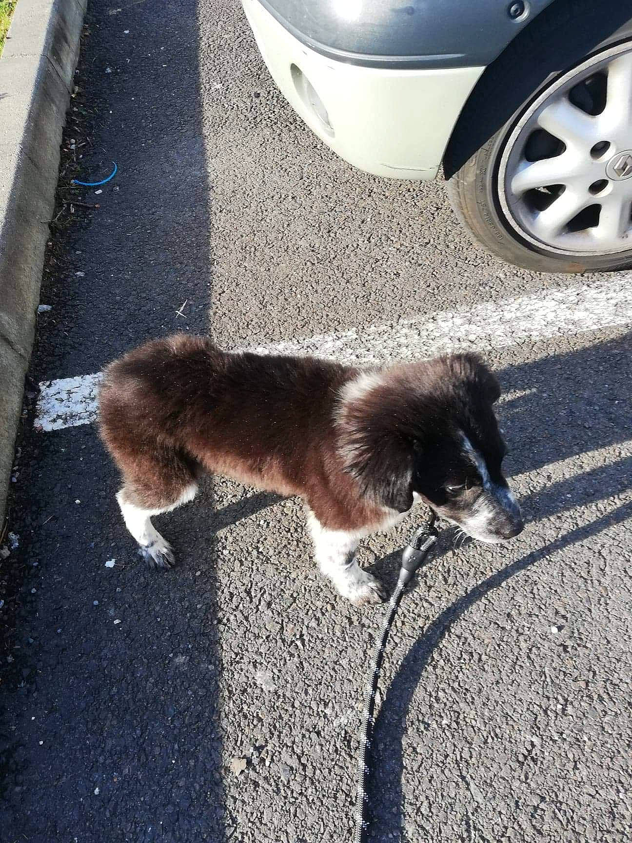 Laïka participe au concours pour gagner de l'argent avec cette photo : border_collie, canidae, carnivore, cat, companion_dog, dog, dog_breed, puppy, sporting_group, tail, tire, vehicle, wheel