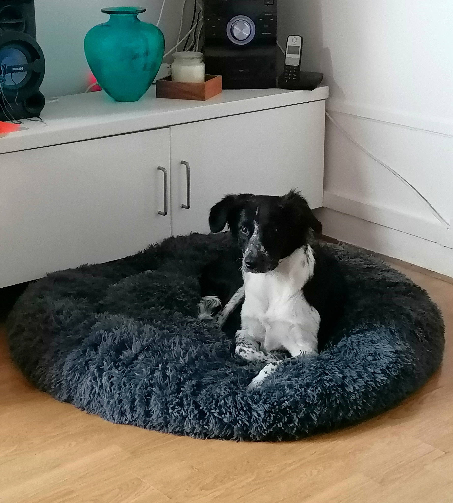 Laïka a rejoint le concours — aidez-le/la à gagner de superbes lots ! canidae, carnivore, comfort, companion_dog, couch, dog, dog_bed, dog_breed, dog_supply, floor, furniture, pet_supply, room, sporting_group, stabyhoun, table