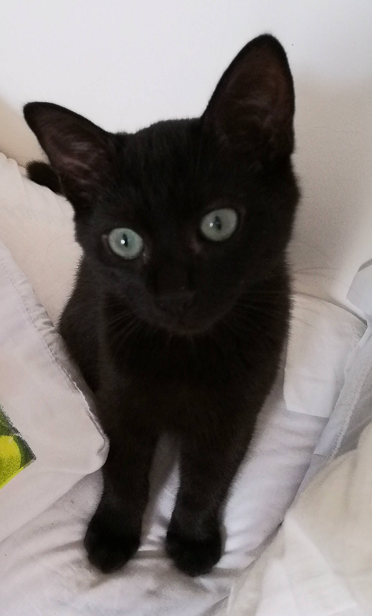 Malo a rejoint le concours — aidez-le/la à gagner de superbes lots ! asian, black_cat, bombay, british_shorthair, burmese, carnivore, cat, domestic_short_haired_cat, felidae, german_rex, havana_brown, kitten, korat, mammal, polydactyl_cat, small_to_medium_sized_cats, snout, vertebrate, whiskers