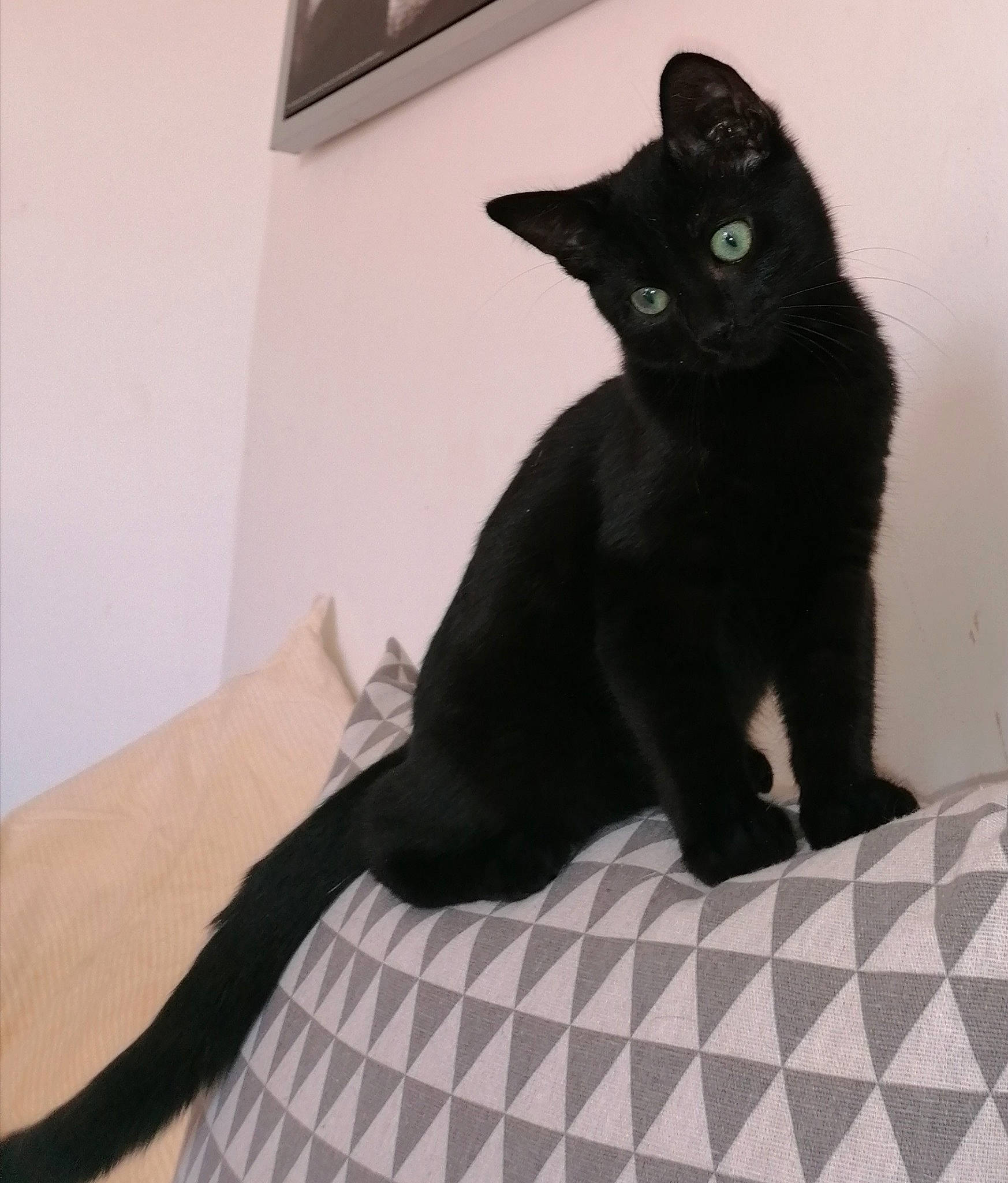 Malo a rejoint le concours — aidez-le/la à gagner de superbes lots ! asian, black, black_cat, bombay, carnivore, cat, domestic_short_haired_cat, felidae, havana_brown, kitten, mammal, small_to_medium_sized_cats, tail, vertebrate, whiskers