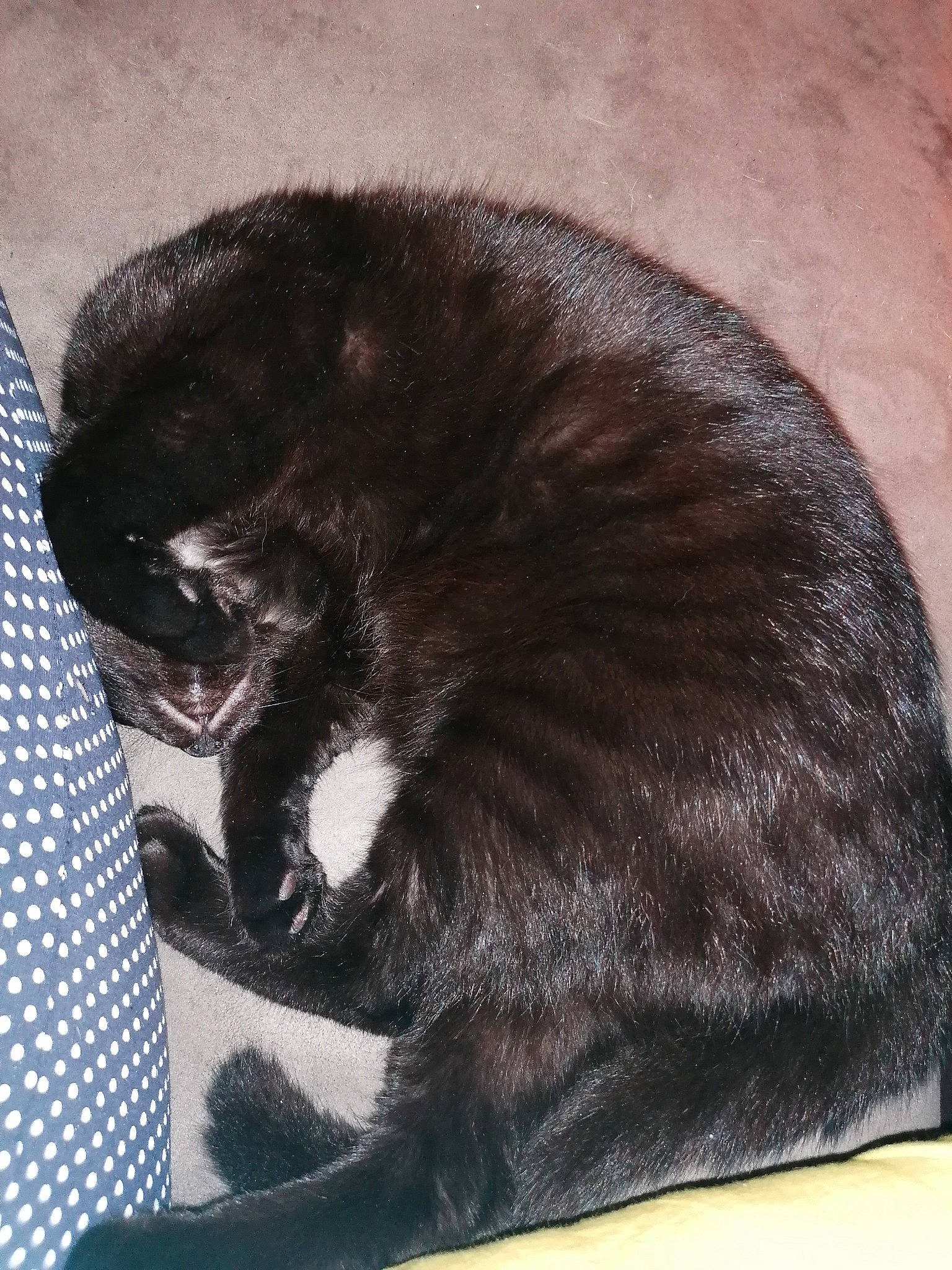 Malo a rejoint le concours — aidez-le/la à gagner de superbes lots ! black_cat, carnivore, cat, claw, felidae, fur, small_to_medium_sized_cats, tail, whiskers