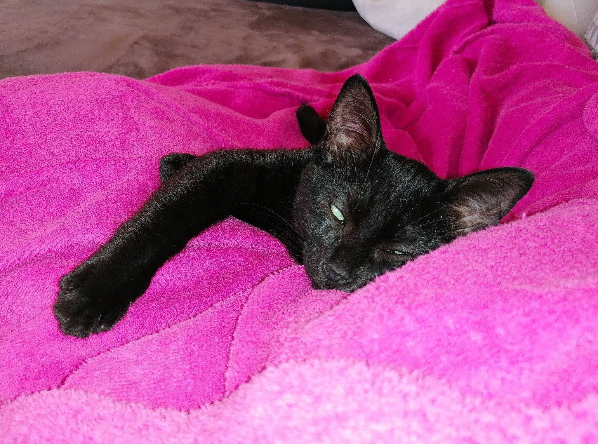 Malo participe au concours pour gagner de l'argent avec cette photo : bed, black, black_cat, carnivore, cat, felidae, havana_brown, kitten, nap, pink, small_to_medium_sized_cats, tail, whiskers