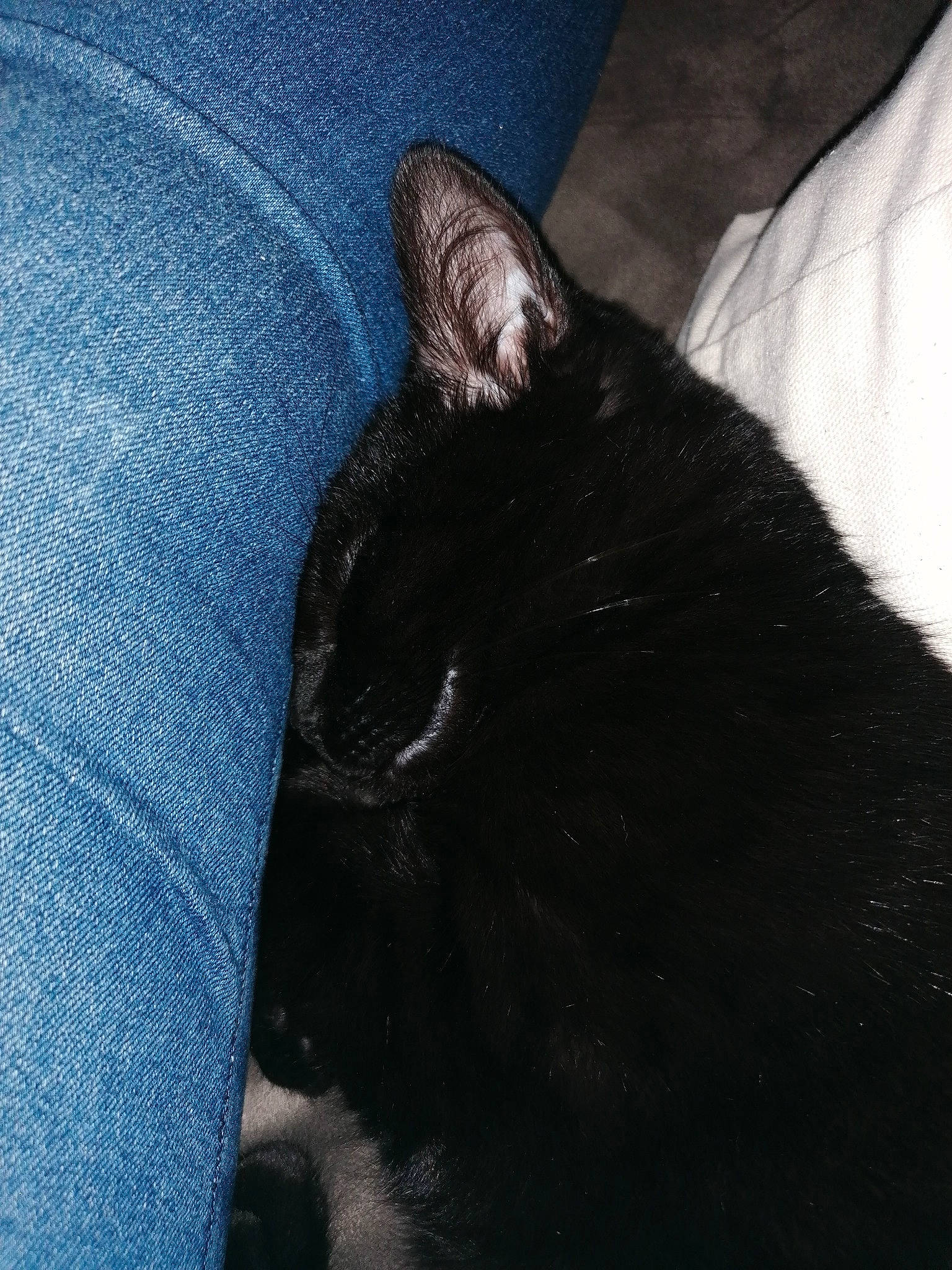 Malo a rejoint le concours — aidez-le/la à gagner de superbes lots ! black, black_cat, carnivore, cat, domestic_short_haired_cat, ear, eye, felidae, fur, hand, leg, nap, night, nose, sky, sleep, small_to_medium_sized_cats, snout, tail, whiskers