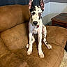 dog, great_dane, puppy, brown_recliner, indoor, furniture, ears, white_and_black, pet, sitting, curious, canine, home, floor, table, wall, curtain, looking, young, animal