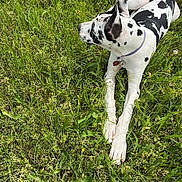 Taylor is registered to the contest to win money with this photo: dog, grass, outdoor, animal, spotted, white, black, collar, nature, pet, relaxing, paw, side_view, leisure, summer, field, canine, fur, ear, shoe