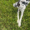 dog, grass, outdoor, animal, spotted, white, black, collar, nature, pet, relaxing, paw, side_view, leisure, summer, field, canine, fur, ear, shoe