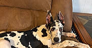 Taylor is registered to the contest to win money with this photo: animal, black_and_white, brown, canine, companion, couch, dog, domestic, ears_up, furniture, great_dane, home, indoor, laying, leather, looking_at_camera, pet, relaxed, resting, spotted