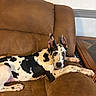 Taylor is registered to the contest to win money with this photo: dog, great_dane, black_and_white, spotted, couch, leather, indoor, pet, animal, relaxed, laying, ears_up, looking_at_camera, furniture, home, canine, companion, resting, brown, domestic