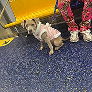Nala joined the competition — help win amazing prizes! animal, colorful, cute, dog, floor, indoor, leash, pants, patterned_clothing, person, pet, pink_jacket, public_transport, puppy, sitting, sneakers, subway, urban, waiting, yellow_seat