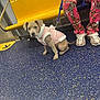 animal, colorful, cute, dog, floor, indoor, leash, pants, patterned_clothing, person, pet, pink_jacket, public_transport, puppy, sitting, sneakers, subway, urban, waiting, yellow_seat