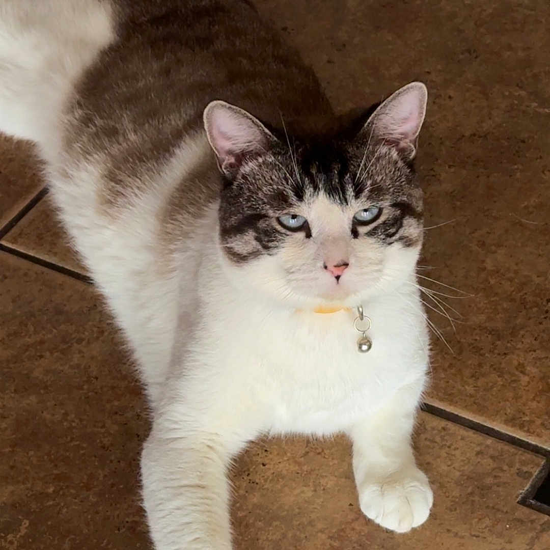 Tom is registered to the contest to win money with this photo: cat, animal, pet, blue_eyes, collar, bell, fur, white_fur, brown_fur, striped_fur, floor, tile_floor, indoor, relaxed, lying_down, paw, whiskers, cute, domestic_cat, mammal