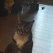 Boots is registered to the contest to win money with this photo: animal, background, cat, curious, domestic_cat, ears, eyes, feline, floor, fur, household, indoor, light, mammal, pet, shadow, sitting, tabby, whiskers, wooden_floor