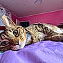 cat, tabby, bed, purple_bedspread, pink_wall, curtain, indoor, pet, animal, feline, close_up, lying_down, fur, whiskers, ears, eyes, resting, home, cozy, curious