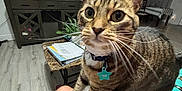 Coco joined the competition — help win amazing prizes! cat, tabby, indoor, person, knee, television, smiling, cap, earphones, furniture, table, papers, plant, floor, curtains, living_room, white_paws, collar, pet_tag, close_up