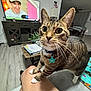 cat, tabby, indoor, person, knee, television, smiling, cap, earphones, furniture, table, papers, plant, floor, curtains, living_room, white_paws, collar, pet_tag, close_up