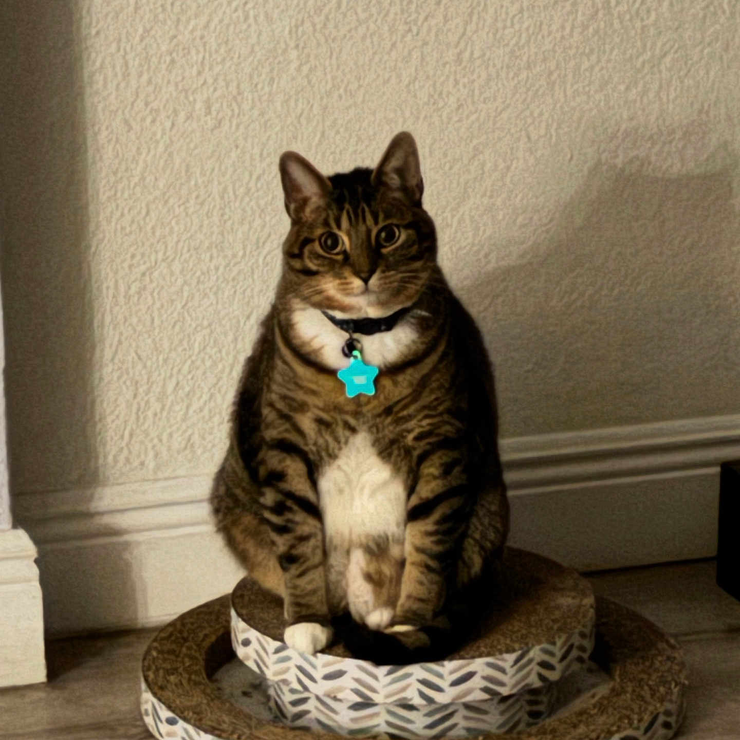 Coco joined the competition — help win amazing prizes! animal, cat, collar, cute, domestic, feline, floor, fur, home, indoor, pet, relaxed, scratch_pad, shadow, sitting, tabby, tag, wall, whiskers, wide_eyes