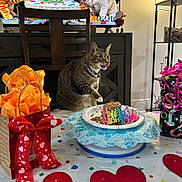 Coco joined the competition — help win amazing prizes! tabby_cat, cat, birthday_cake, birthday_party, gift_bags, ribbon, table, chair, confetti, party_decorations, wrapped_presents, plate, celebration, indoor, furniture, television, wall, floor, animal, licking