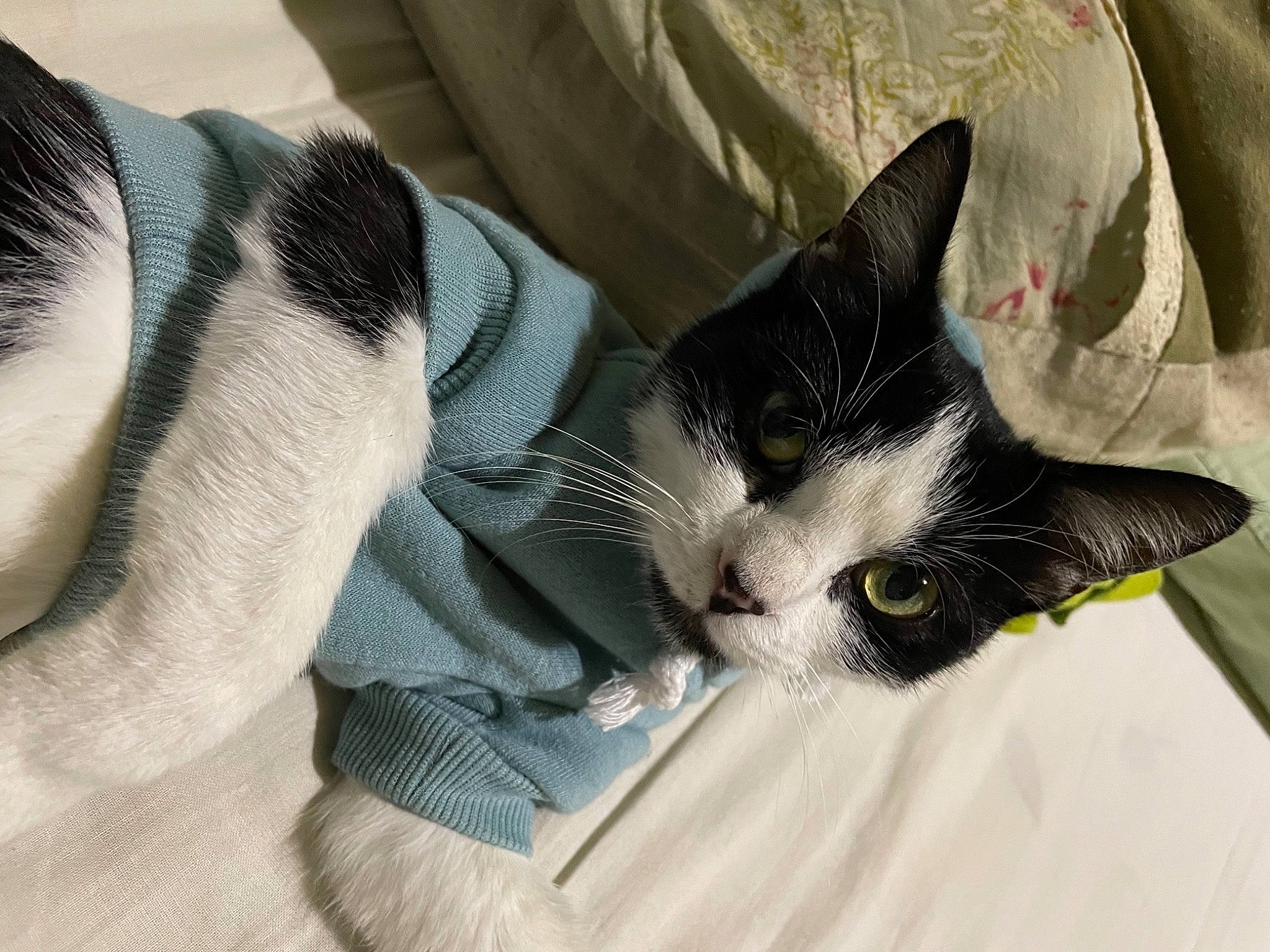 Lucy participe au concours pour gagner de l'argent avec cette photo : carnivore, cat, claw, comfort, domestic_short_haired_cat, felidae, fur, gesture, grey, linens, mammal, nail, nap, paw, small_to_medium_sized_cats, snout, tail, textile, vertebrate, whiskers