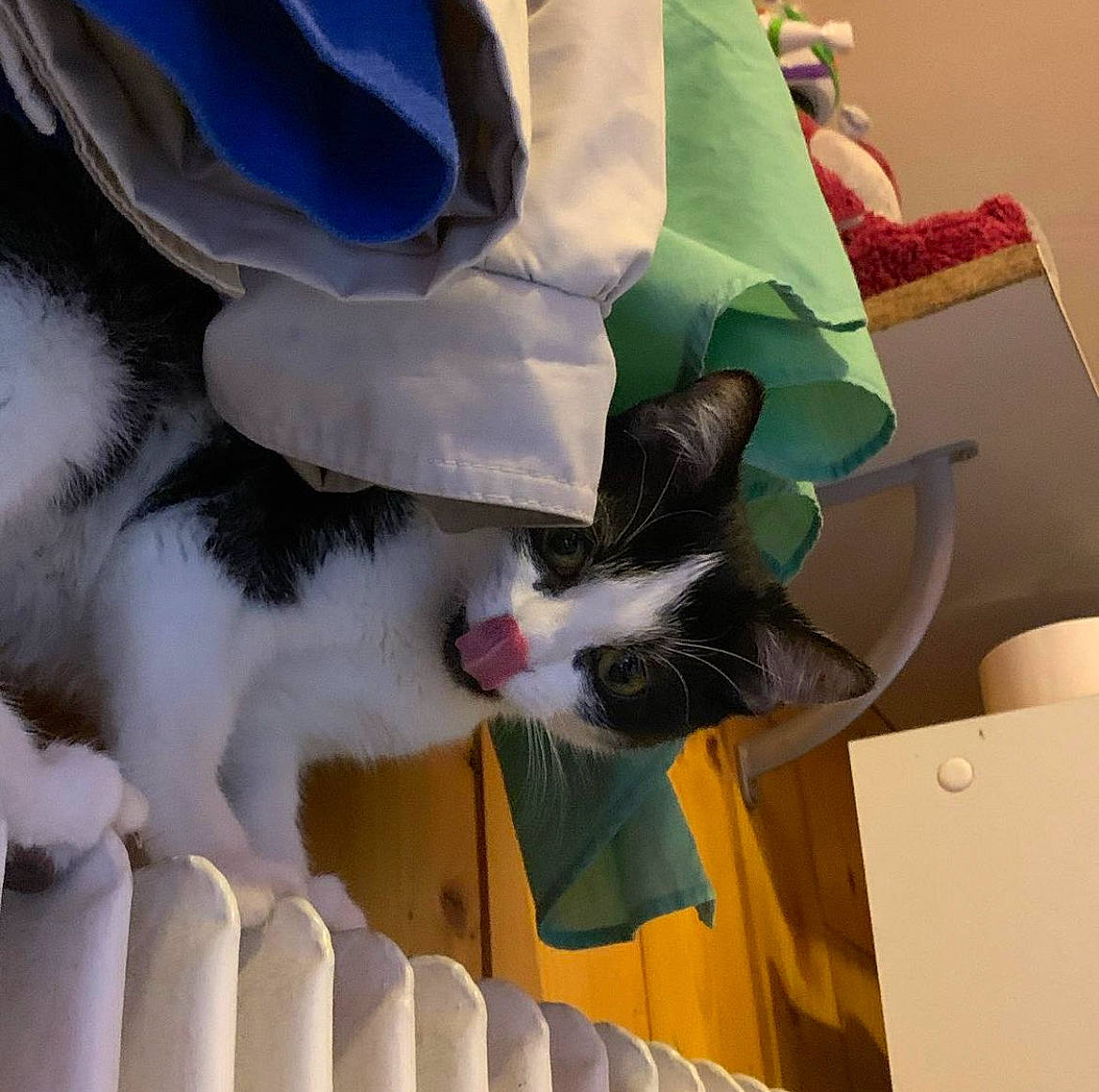 Lucy a rejoint le concours — aidez-le/la à gagner de superbes lots ! box, canidae, carnivore, carton, cat, comfort, companion_dog, felidae, foot, fur, glove, human_leg, leg, linens, shipping_box, small_to_medium_sized_cats, sporting_group, tail, textile, whiskers