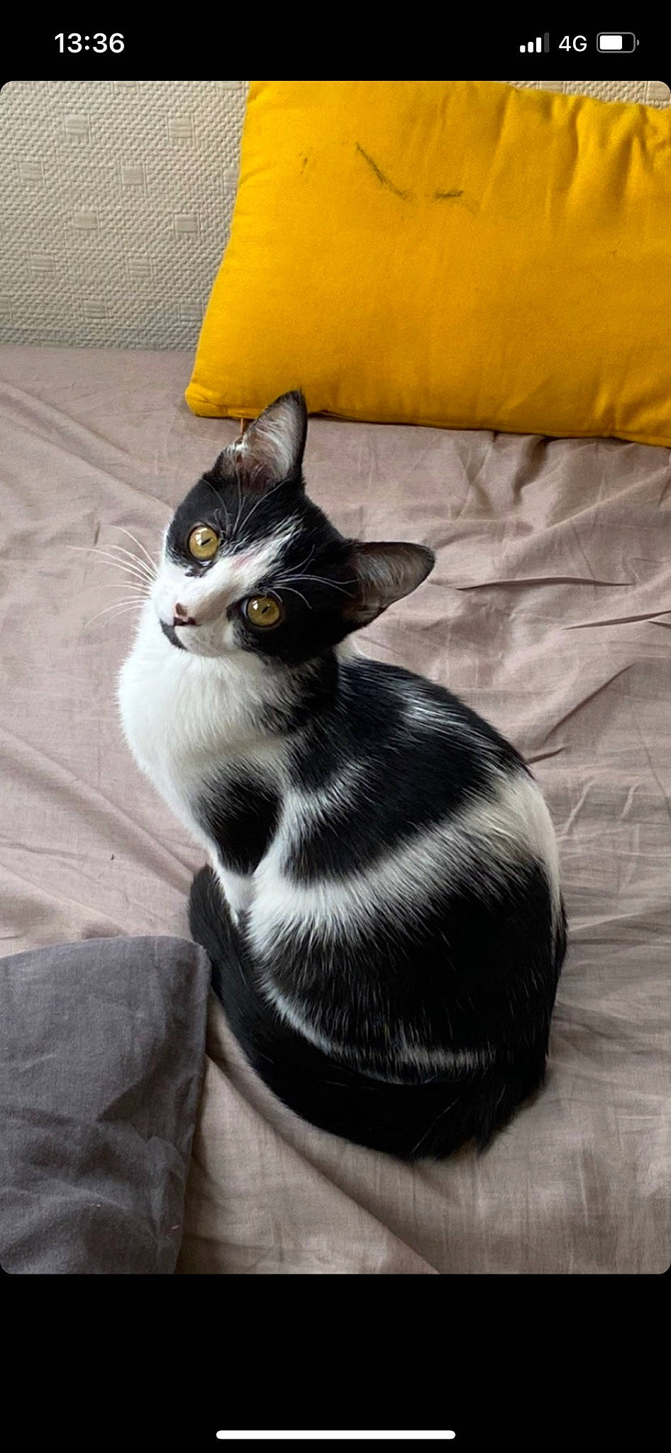 Lucy participe au concours pour gagner de l'argent avec cette photo : black_cat, carnivore, cat, comfort, domestic_short_haired_cat, felidae, flooring, foot, fur, grey, human_leg, linens, paw, pillow, sitting, small_to_medium_sized_cats, snout, tail, whiskers, window