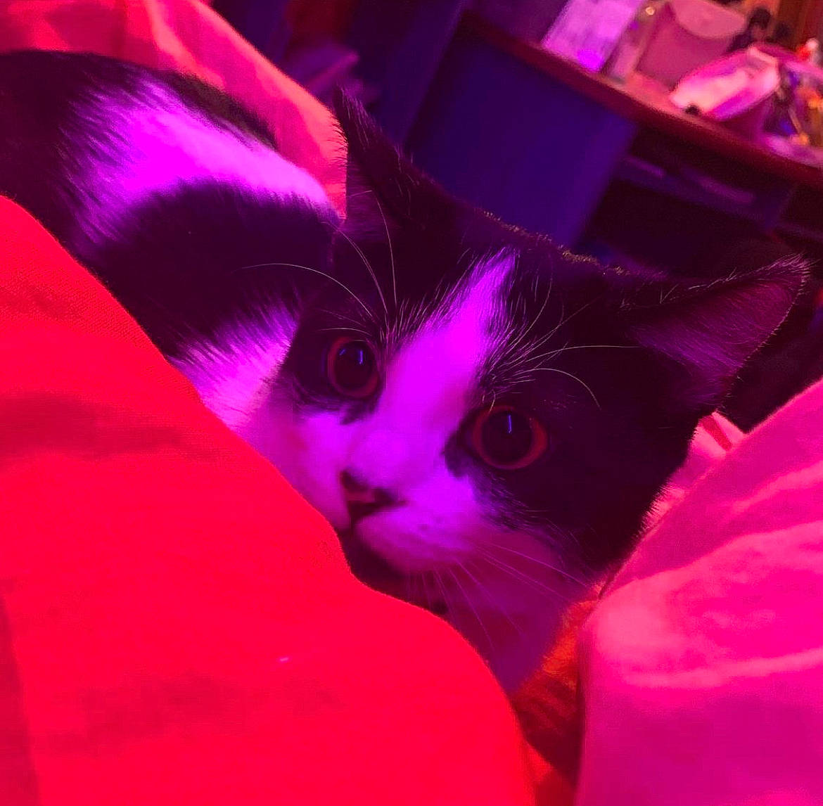 Lucy participe au concours pour gagner de l'argent avec cette photo : carmine, carnivore, cat, comfort, darkness, electric_blue, felidae, fur, linens, magenta, petal, pink, plant, purple, small_to_medium_sized_cats, snout, tail, tints_and_shades, violet, whiskers