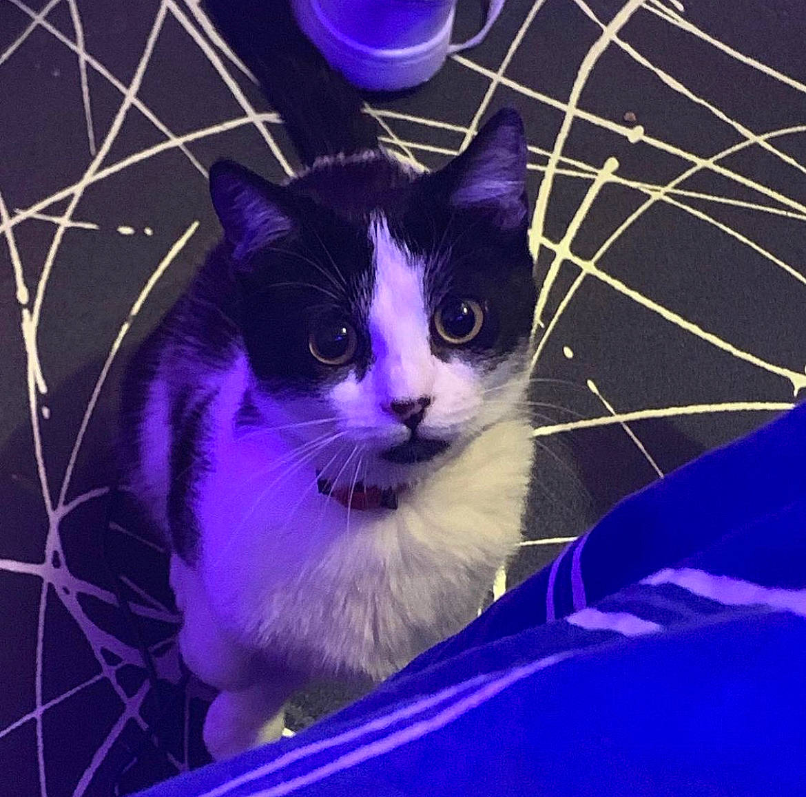 Lucy a rejoint le concours — aidez-le/la à gagner de superbes lots ! blue, carnivore, cat, comfort, domestic_short_haired_cat, electric_blue, felidae, fur, grass, lap, magenta, night, organism, purple, small_to_medium_sized_cats, snout, square, tail, violet, whiskers