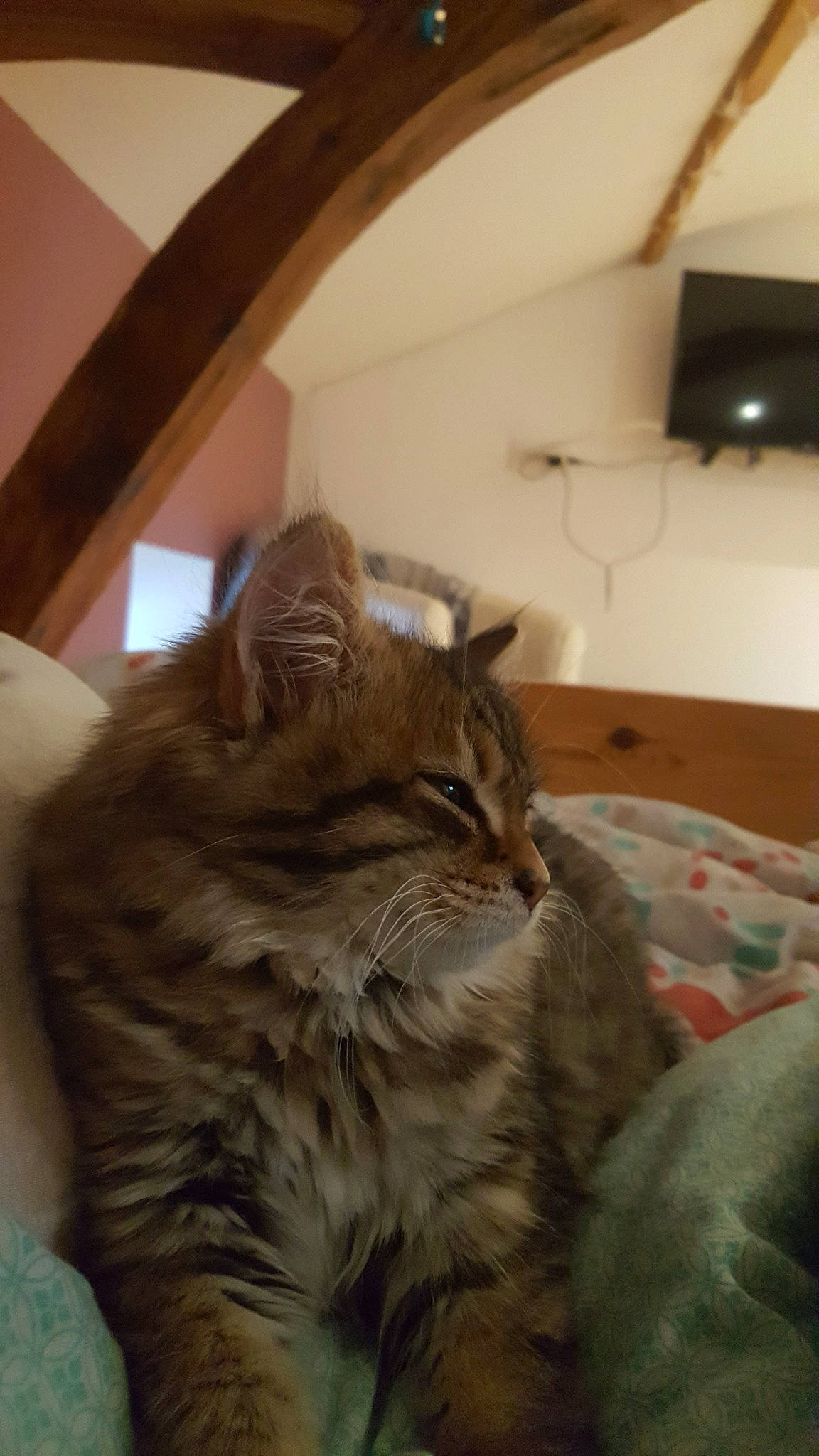 Pin'S a rejoint le concours — aidez-le/la à gagner de superbes lots ! american_curl, asian, british_semi_longhair, carnivore, cat, domestic_long_haired_cat, domestic_short_haired_cat, dragon_li, european_shorthair, felidae, fur, kitten, maine_coon, mammal, norwegian_forest_cat, pixie_bob, siberian, small_to_medium_sized_cats, tabby_cat, whiskers