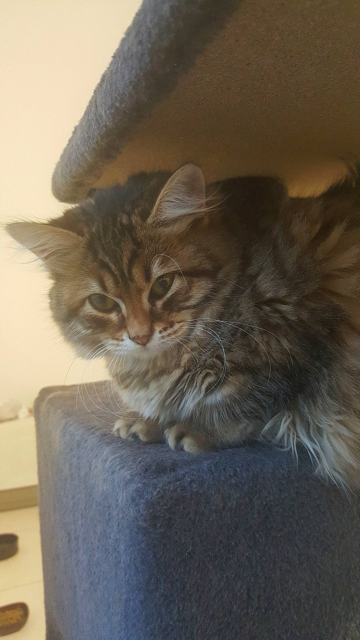 Pin'S a rejoint le concours — aidez-le/la à gagner de superbes lots ! asian_semi_longhair, british_semi_longhair, carnivore, cat, domestic_long_haired_cat, domestic_short_haired_cat, european_shorthair, fawn, felidae, fur, kitten, maine_coon, mammal, norwegian_forest_cat, ragamuffin, siberian, small_to_medium_sized_cats, somali, tabby_cat, whiskers